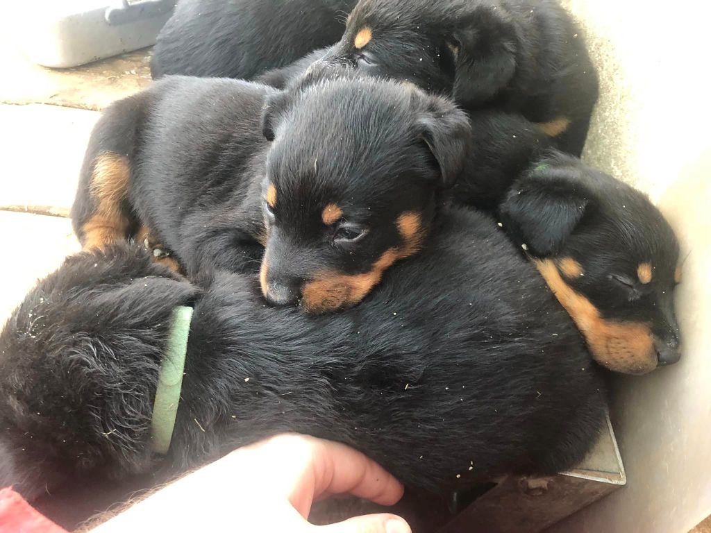 chiot Berger de Beauce du temple de feu