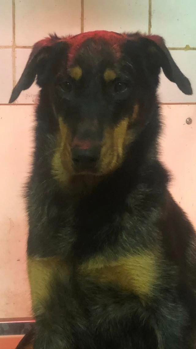 Ulane argentée du temple de feu