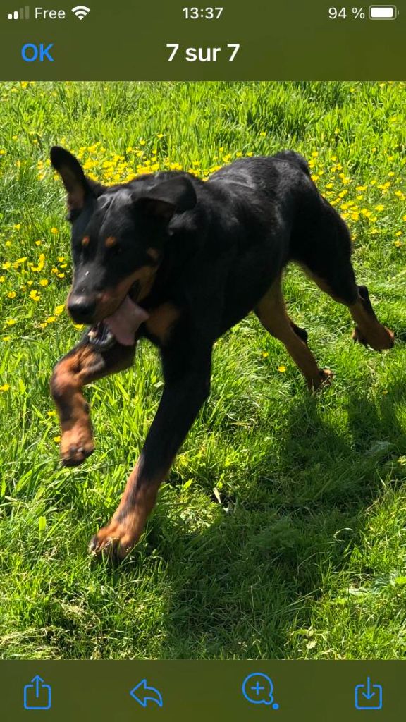 Vador du temple de feu