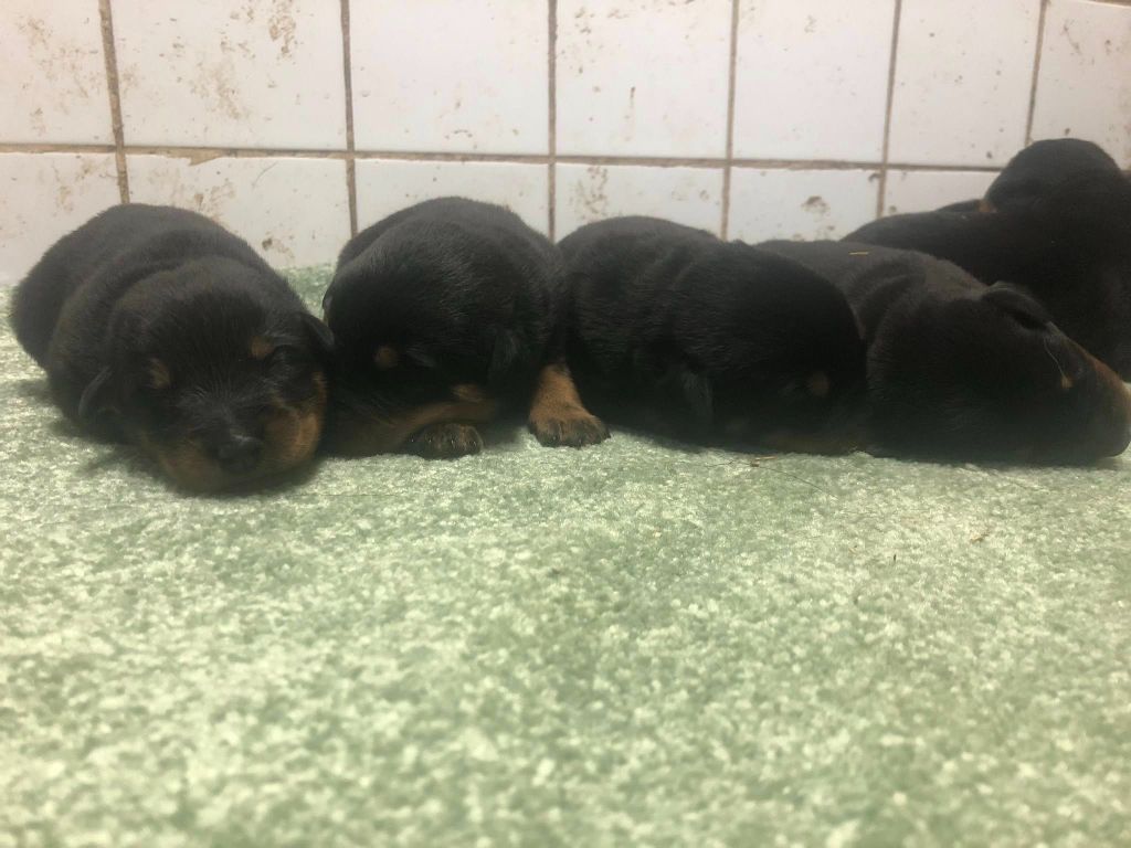 du temple de feu - Chiots disponibles - Berger de Beauce