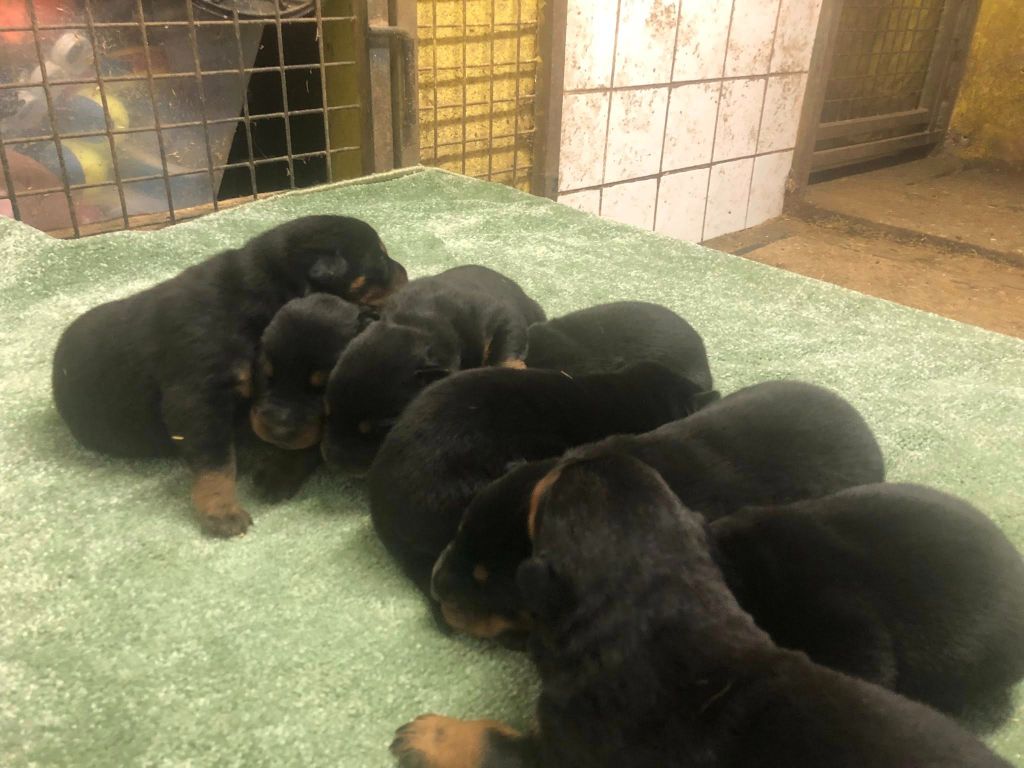 du temple de feu - Chiots disponibles - Berger de Beauce