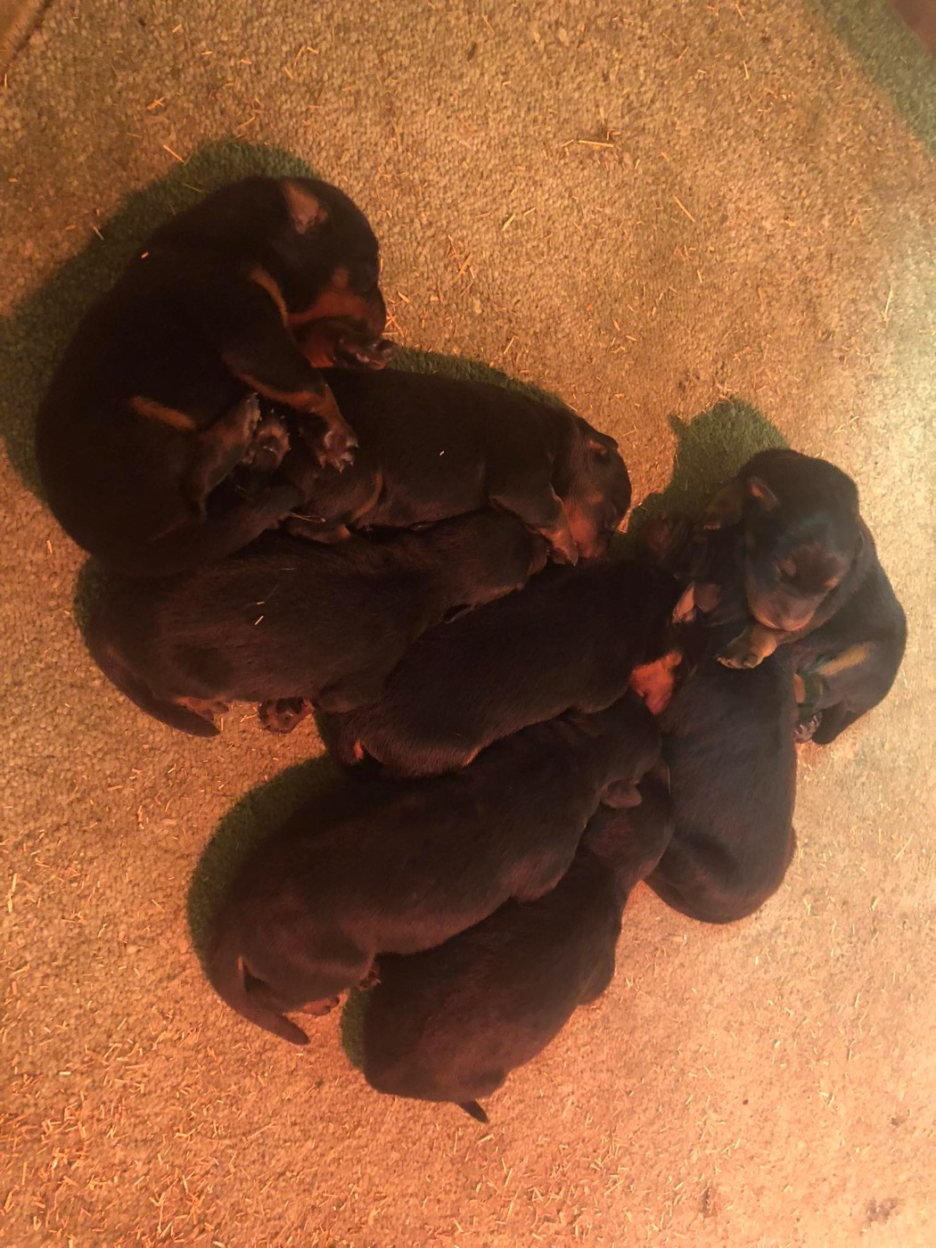 du temple de feu - Chiots disponibles - Berger de Beauce