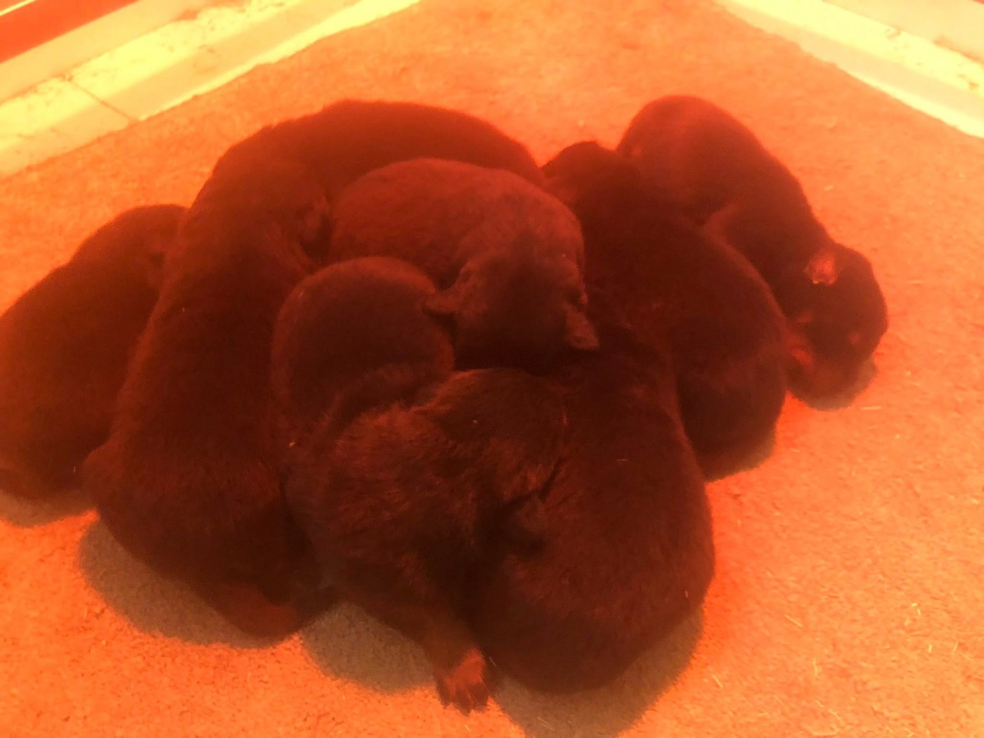 du temple de feu - Chiots disponibles - Berger de Beauce