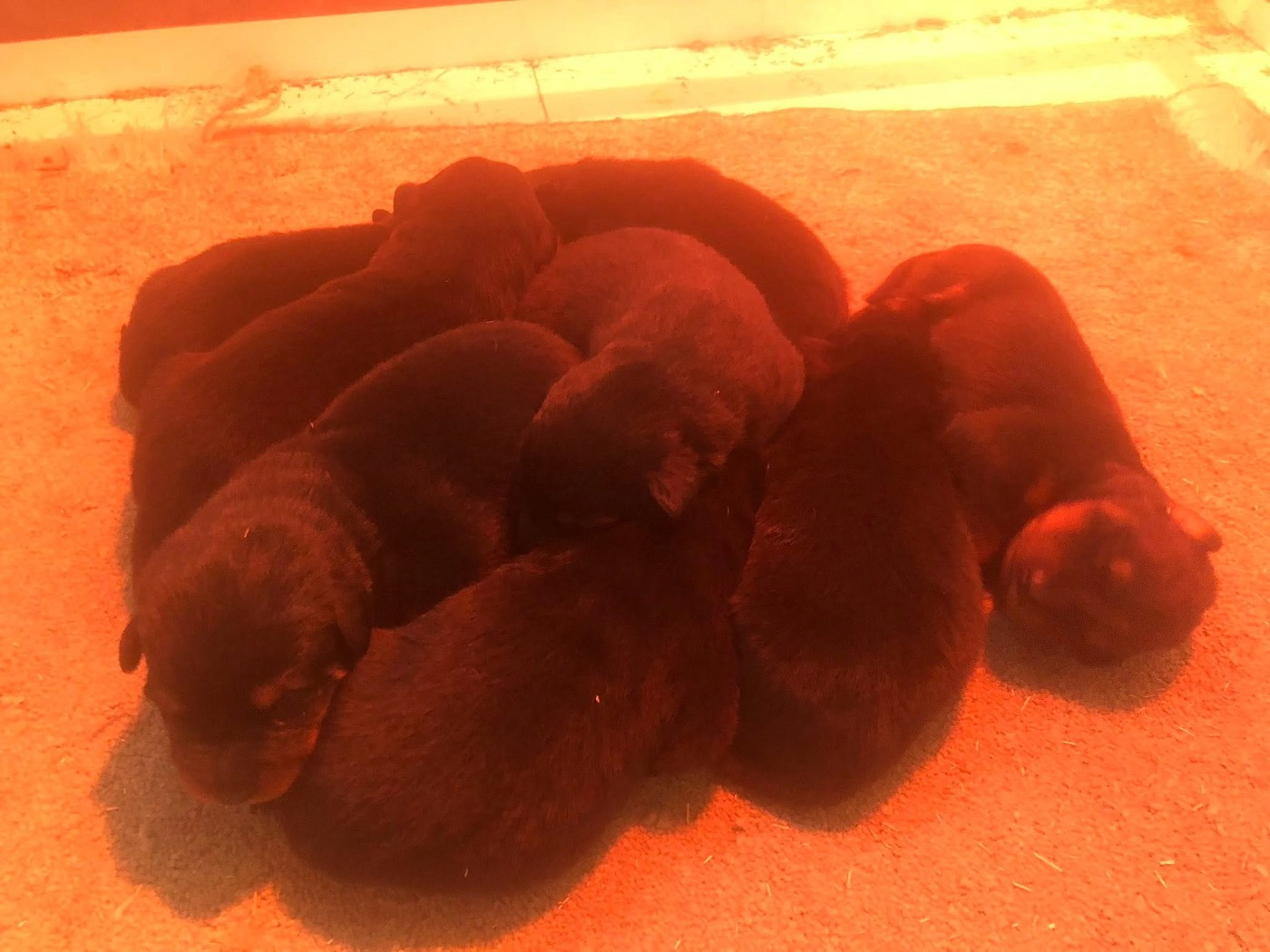 du temple de feu - Chiots disponibles - Berger de Beauce