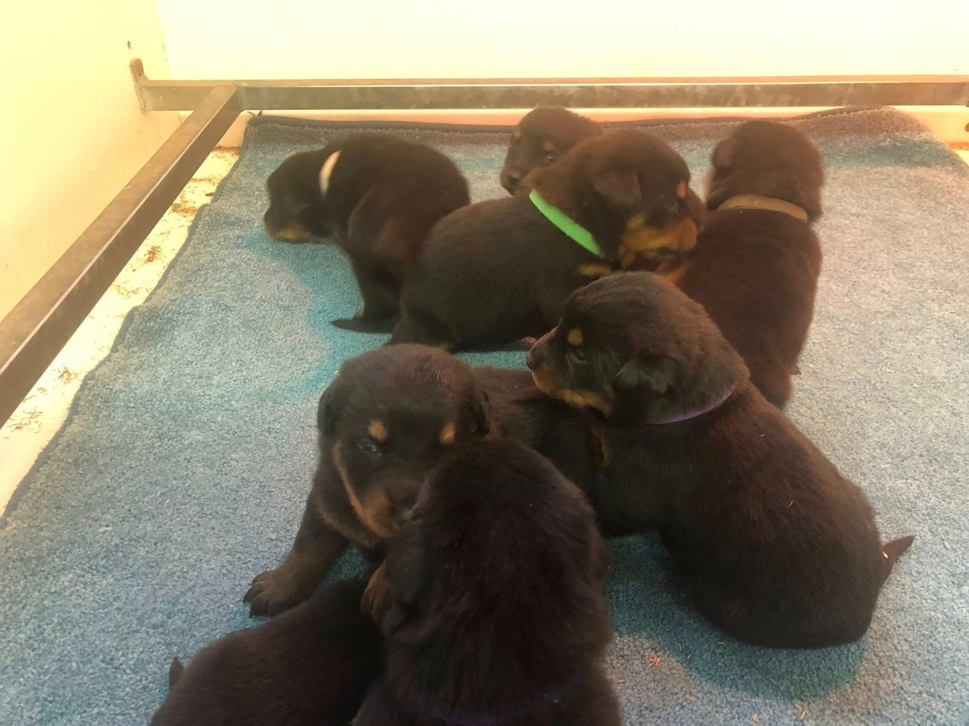 du temple de feu - Chiots disponibles - Berger de Beauce