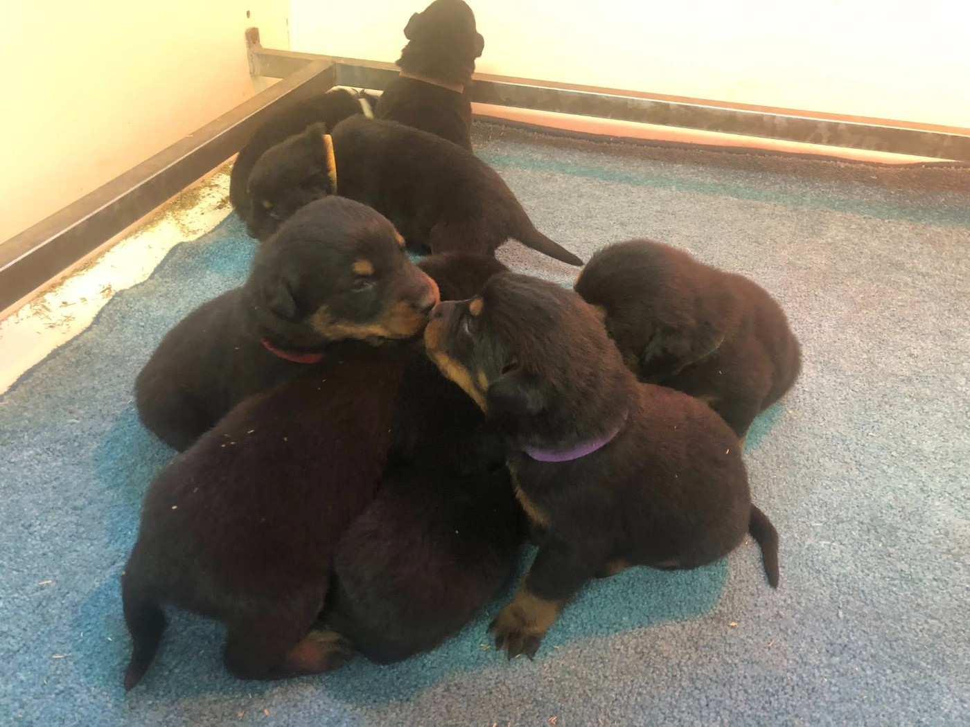 du temple de feu - Chiots disponibles - Berger de Beauce