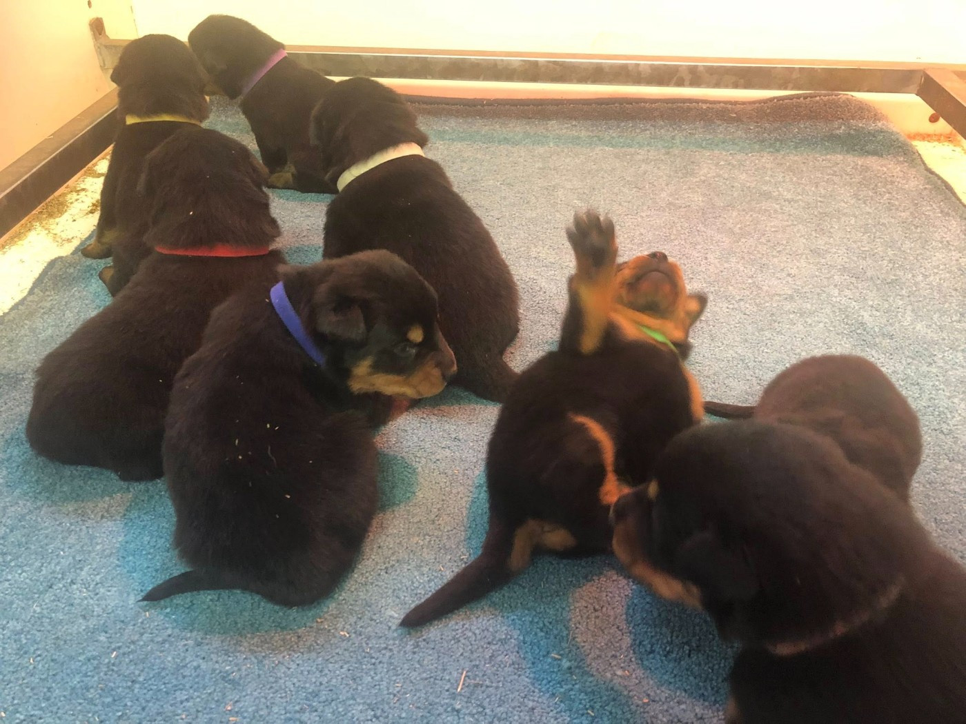 du temple de feu - Chiots disponibles - Berger de Beauce