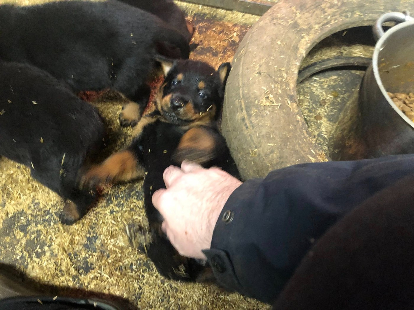 du temple de feu - Chiots disponibles - Berger de Beauce