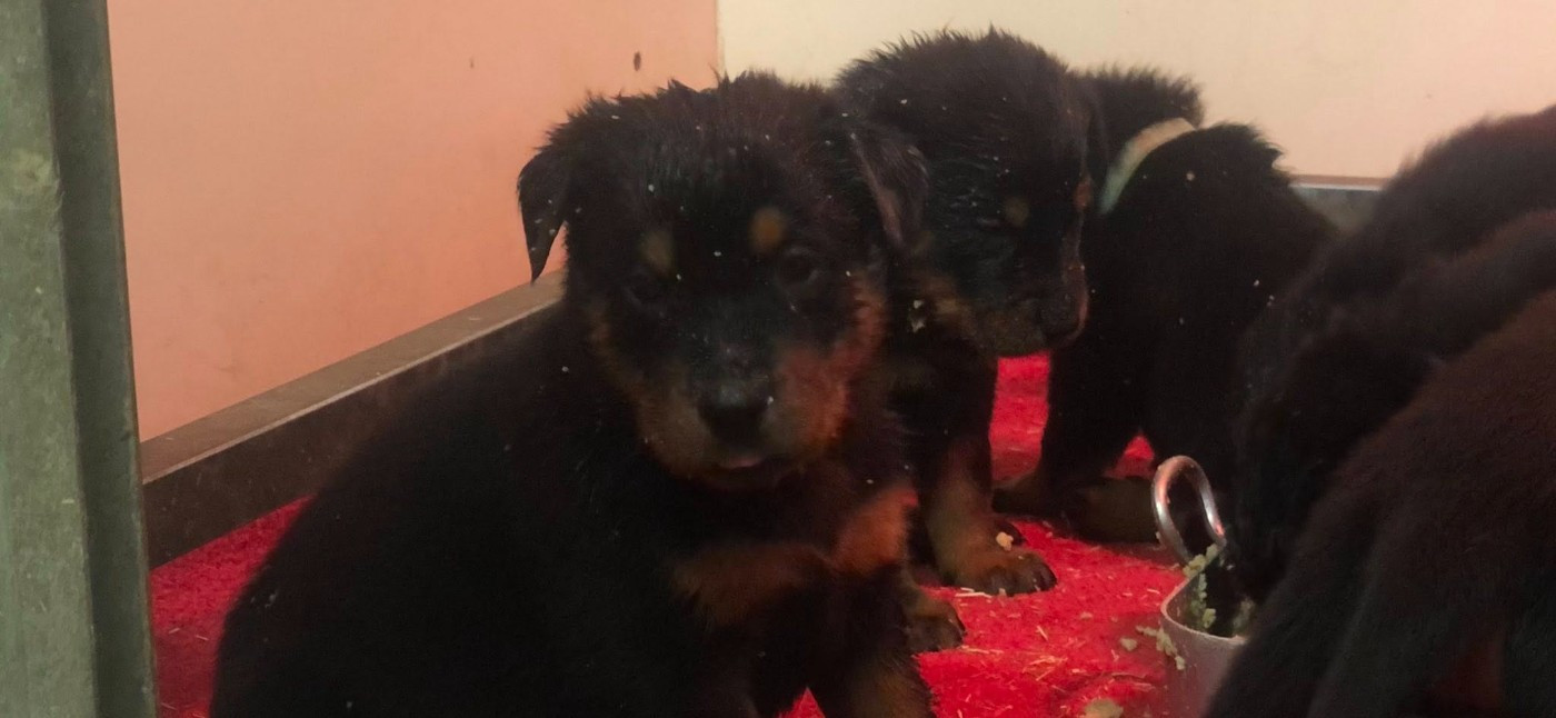 du temple de feu - Chiots disponibles - Berger de Beauce