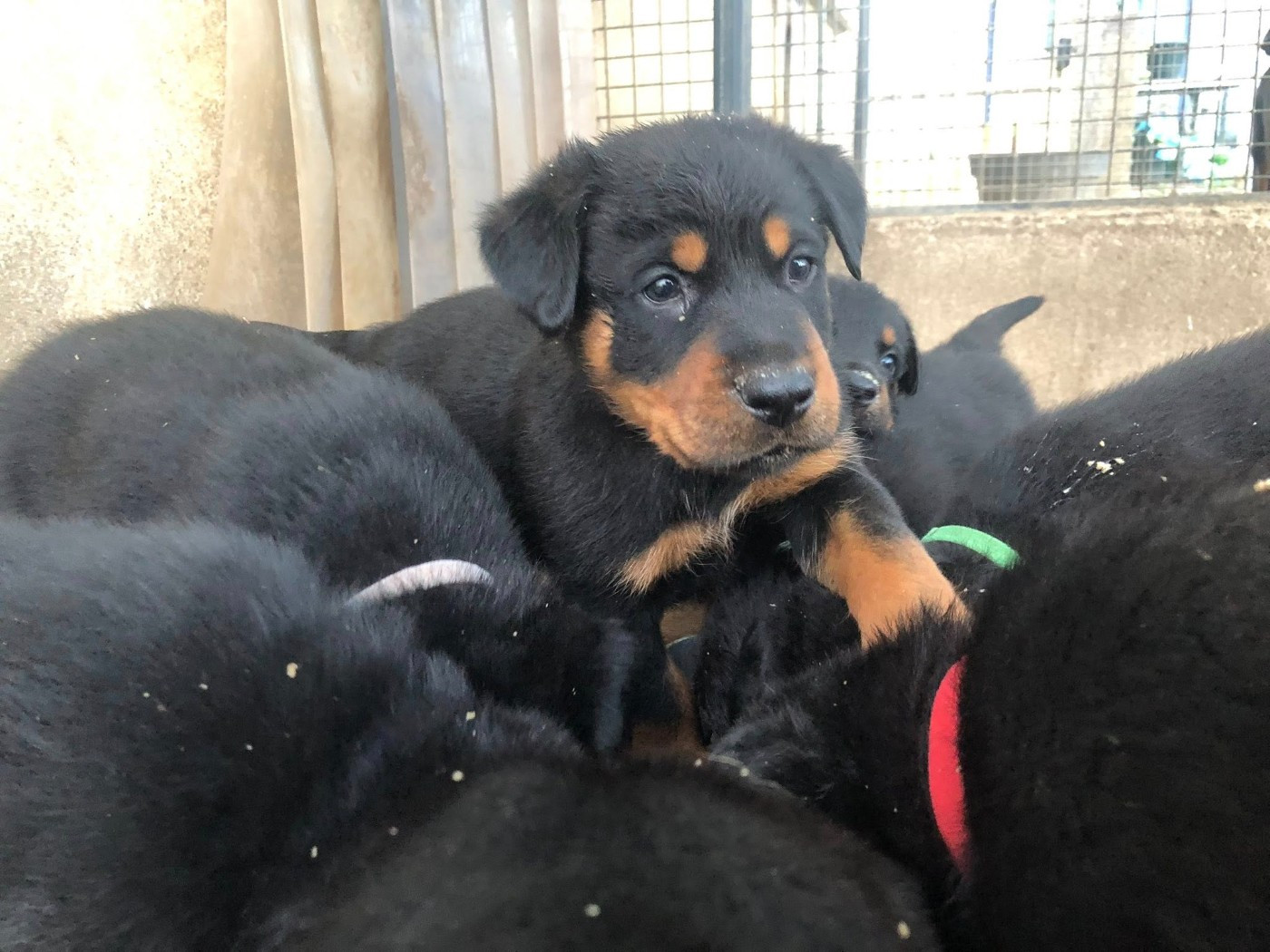 du temple de feu - Chiots disponibles - Berger de Beauce