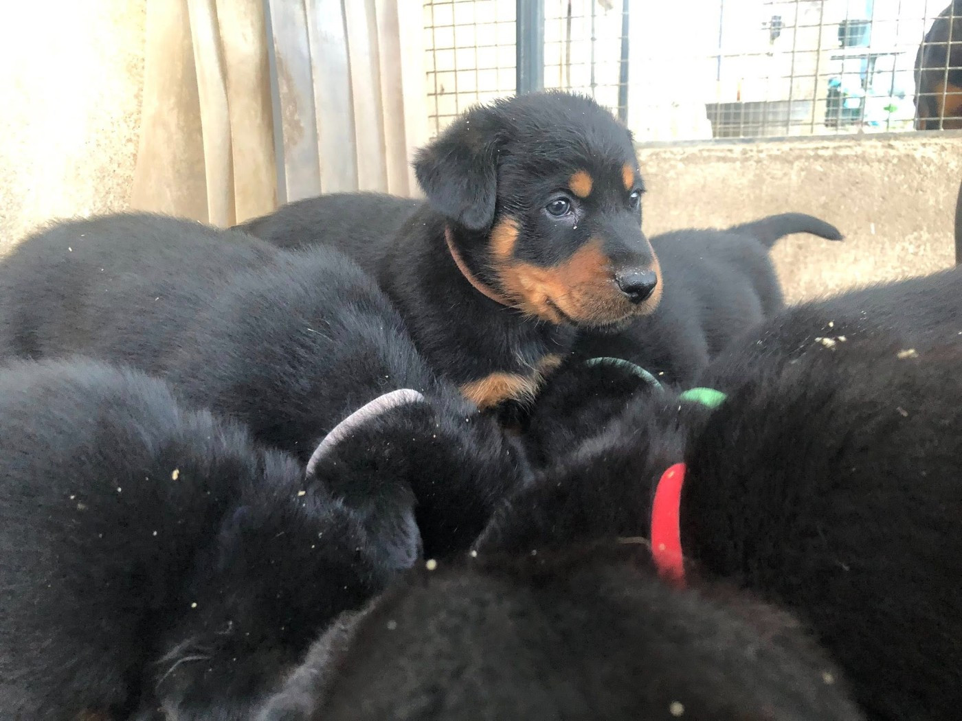 du temple de feu - Chiots disponibles - Berger de Beauce