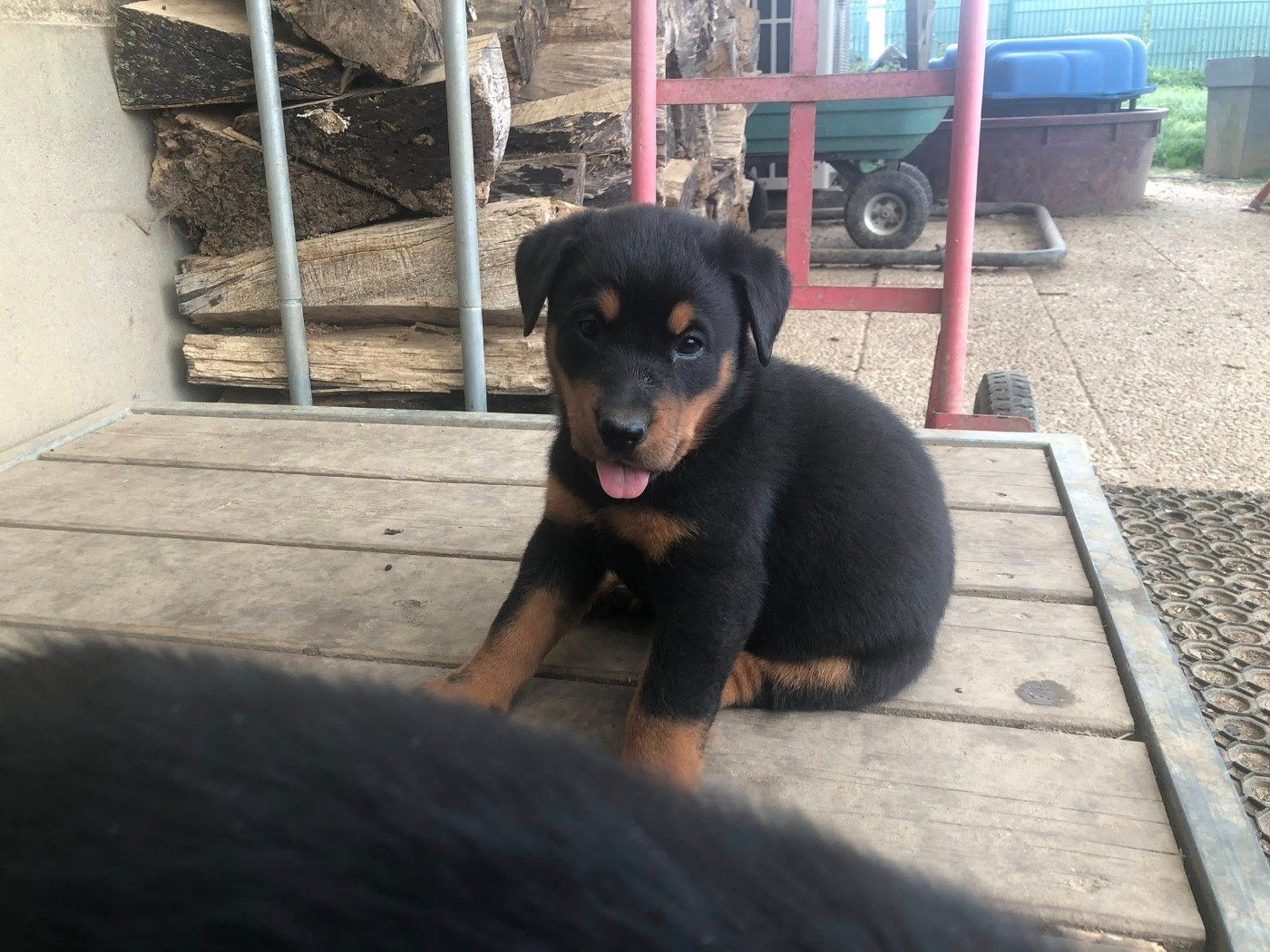 du temple de feu - Chiots disponibles - Berger de Beauce