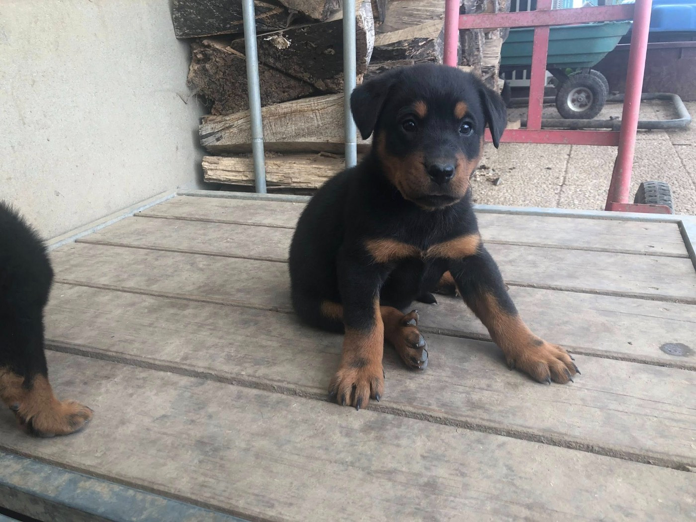 du temple de feu - Chiots disponibles - Berger de Beauce