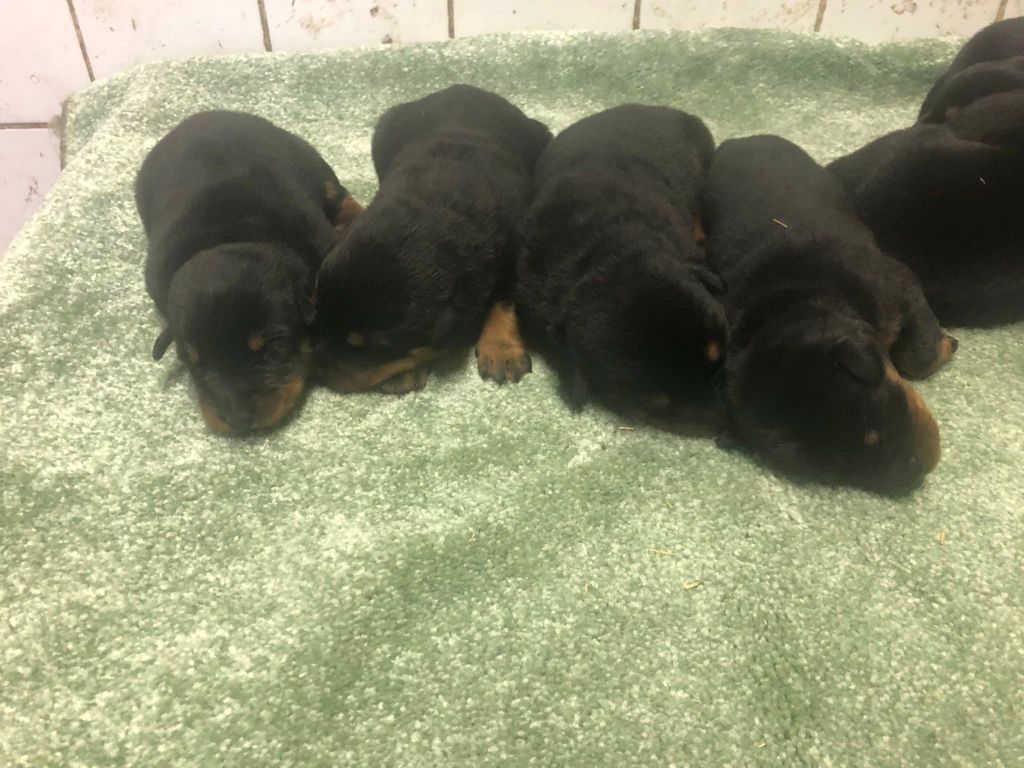 du temple de feu - Chiots disponibles - Berger de Beauce