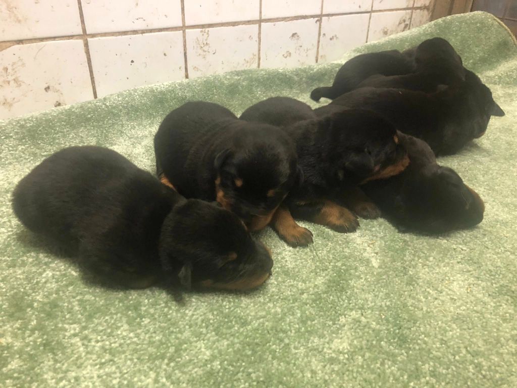 du temple de feu - Chiots disponibles - Berger de Beauce