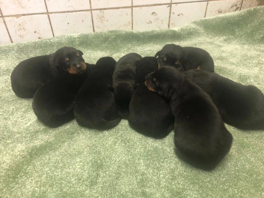 du temple de feu - Chiots disponibles - Berger de Beauce