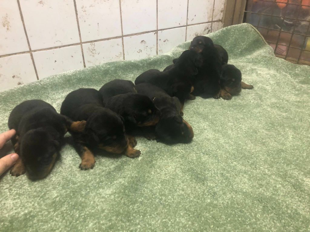 du temple de feu - Chiots disponibles - Berger de Beauce