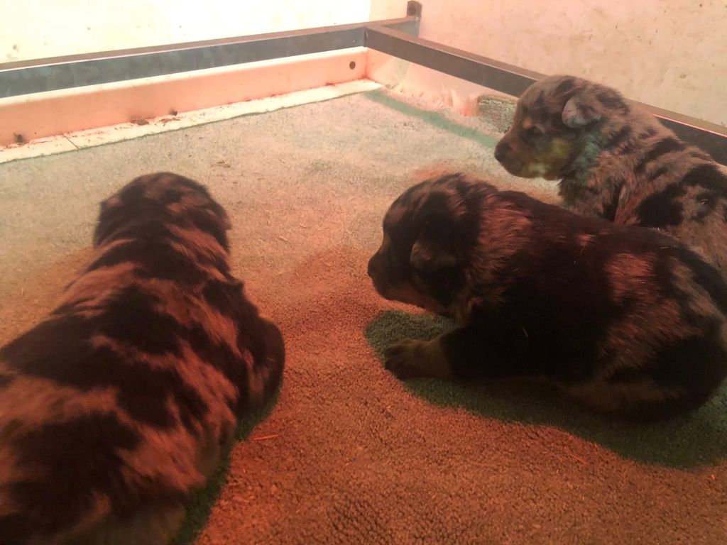 du temple de feu - Chiots disponibles - Berger de Beauce